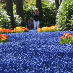 Muscari Armeniacum -UK Garden Plants Sales 2024 muscari armeniacum 7