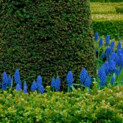 Muscari Armeniacum -UK Garden Plants Sales 2024 muscari armeniacum 9
