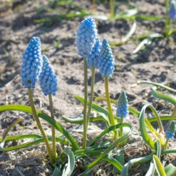 Muscari 'Baby's Breath' -UK Garden Plants Sales 2024 muscari baby s breath 1 scaled