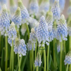 Muscari 'Baby's Breath' -UK Garden Plants Sales 2024 muscari baby s breath 2 scaled