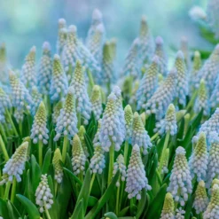 Muscari 'Baby's Breath' -UK Garden Plants Sales 2024 muscari baby s breath 3 scaled