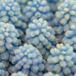 Muscari 'Baby's Breath' -UK Garden Plants Sales 2024 muscari baby s breath 4 scaled