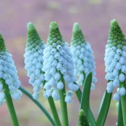 Muscari 'Baby's Breath' -UK Garden Plants Sales 2024 muscari baby s breath 5