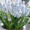 Muscari 'Baby's Breath'