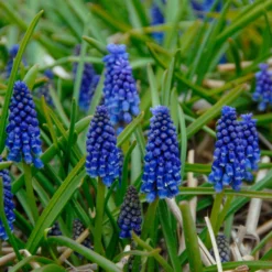 Muscari 'Bling Bling' -UK Garden Plants Sales 2024 muscari bling bling 1 scaled