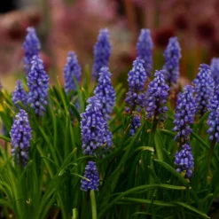 Muscari 'Bling Bling' -UK Garden Plants Sales 2024 muscari bling bling 10 scaled