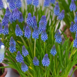 Muscari 'Bling Bling' -UK Garden Plants Sales 2024 muscari bling bling 2 scaled