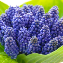Muscari 'Bling Bling' -UK Garden Plants Sales 2024 muscari bling bling 3 scaled