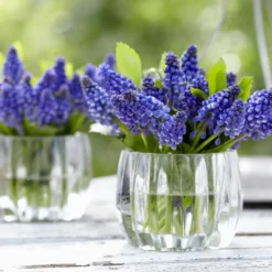 Muscari 'Bling Bling' -UK Garden Plants Sales 2024 muscari bling bling 4