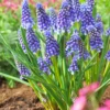 Muscari 'Bling Bling' 1 Muscari 'Bling Bling' -UK Garden Plants Sales 2024 muscari bling bling 6