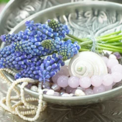 Muscari 'Bling Bling' -UK Garden Plants Sales 2024 muscari bling bling 7