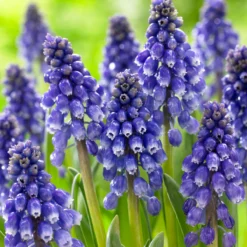 Muscari 'Bling Bling' -UK Garden Plants Sales 2024 muscari bling bling 8