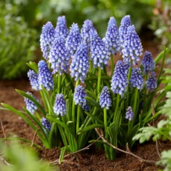 Muscari 'Bling Bling' -UK Garden Plants Sales 2024 muscari bling bling 9