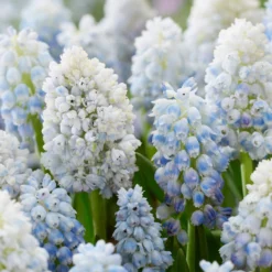 Muscari 'Nature's Beauty' -UK Garden Plants Sales 2024 muscari double beauty 1 scaled