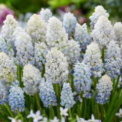 Muscari 'Nature's Beauty' -UK Garden Plants Sales 2024 muscari double beauty 3 scaled