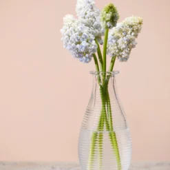 Muscari 'Nature's Beauty' -UK Garden Plants Sales 2024 muscari double beauty 4 scaled