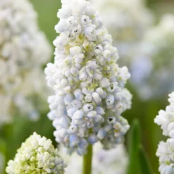 Muscari 'Nature's Beauty' -UK Garden Plants Sales 2024 muscari double beauty 5 scaled