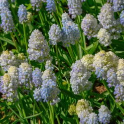 Muscari 'Nature's Beauty' -UK Garden Plants Sales 2024 muscari double beauty 6 scaled