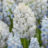 Muscari 'Nature's Beauty' -UK Garden Plants Sales 2024 muscari double beauty 7