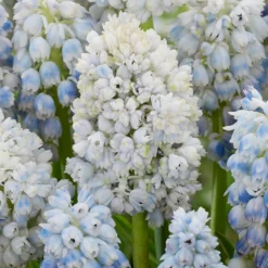 Muscari 'Nature's Beauty'