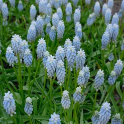 Muscari 'Esther' -UK Garden Plants Sales 2024 muscari esther 1 scaled