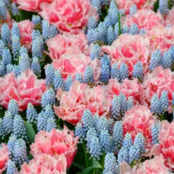 Muscari 'Esther' -UK Garden Plants Sales 2024 muscari esther 3 scaled