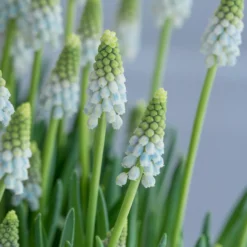 Muscari 'Esther' -UK Garden Plants Sales 2024 muscari esther 4 scaled