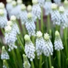 Muscari 'Esther' -UK Garden Plants Sales 2024 muscari esther 5 374275f4 06de 46ec a756 8f5190f59796