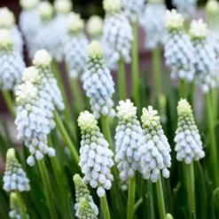 Muscari 'Esther'