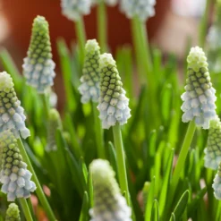 Muscari 'Esther' -UK Garden Plants Sales 2024 muscari esther 7