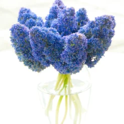 Muscari 'Fantasy Creation' -UK Garden Plants Sales 2024 muscari fantasy creation 1
