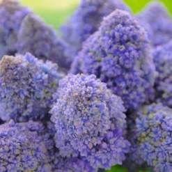 Muscari 'Fantasy Creation' -UK Garden Plants Sales 2024 muscari fantasy creation 3