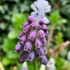 Muscari 'Grape Ice' -UK Garden Plants Sales 2024 muscari grape ice 0