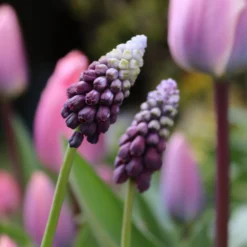 Muscari 'Grape Ice' -UK Garden Plants Sales 2024 muscari grape ice 00