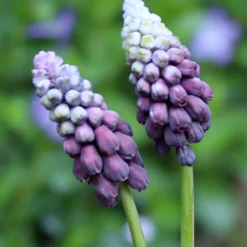 Muscari 'Grape Ice' -UK Garden Plants Sales 2024 muscari grape ice 03