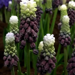 Muscari 'Grape Ice' -UK Garden Plants Sales 2024 muscari grape ice 1