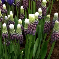 Muscari 'Grape Ice' -UK Garden Plants Sales 2024 muscari grape ice 2
