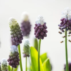 Muscari 'Grape Ice' -UK Garden Plants Sales 2024 muscari grape ice 3