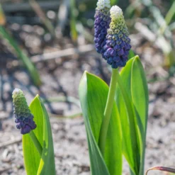 Muscari 'Grape Ice' -UK Garden Plants Sales 2024 muscari grape ice 4