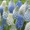Muscari Collection 'Grapevine' -UK Garden Plants Sales 2024 muscari grapevine collection 1