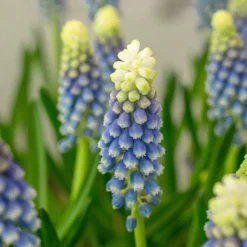 Muscari 'Julia' -UK Garden Plants Sales 2024 muscari julia 1 scaled