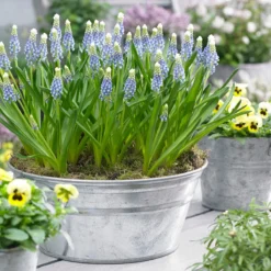 Muscari 'Julia' -UK Garden Plants Sales 2024 muscari julia 10