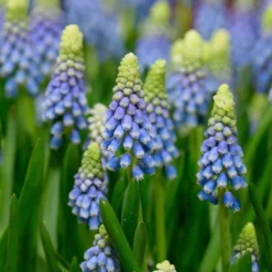 Muscari 'Julia' -UK Garden Plants Sales 2024 muscari julia 2 scaled