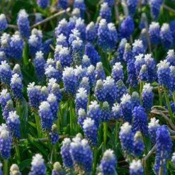 Muscari 'Julia' -UK Garden Plants Sales 2024 muscari julia 3 scaled