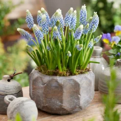 Muscari 'Julia' -UK Garden Plants Sales 2024 muscari julia 4
