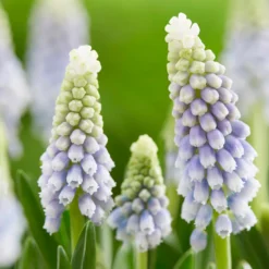 Muscari 'Julia' -UK Garden Plants Sales 2024 muscari julia 5