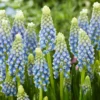 Muscari 'Julia' -UK Garden Plants Sales 2024 muscari julia 7