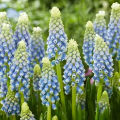 Muscari 'Julia'