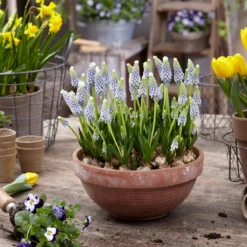 Muscari 'Julia' -UK Garden Plants Sales 2024 muscari julia 9