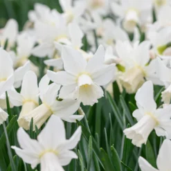 Narcissus 'Lady Madonna' -UK Garden Plants Sales 2024 muscari lady madonna 2 scaled